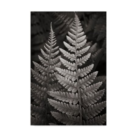 Alan Majchrowicz 'Lady Fern I' Canvas Art,12x19